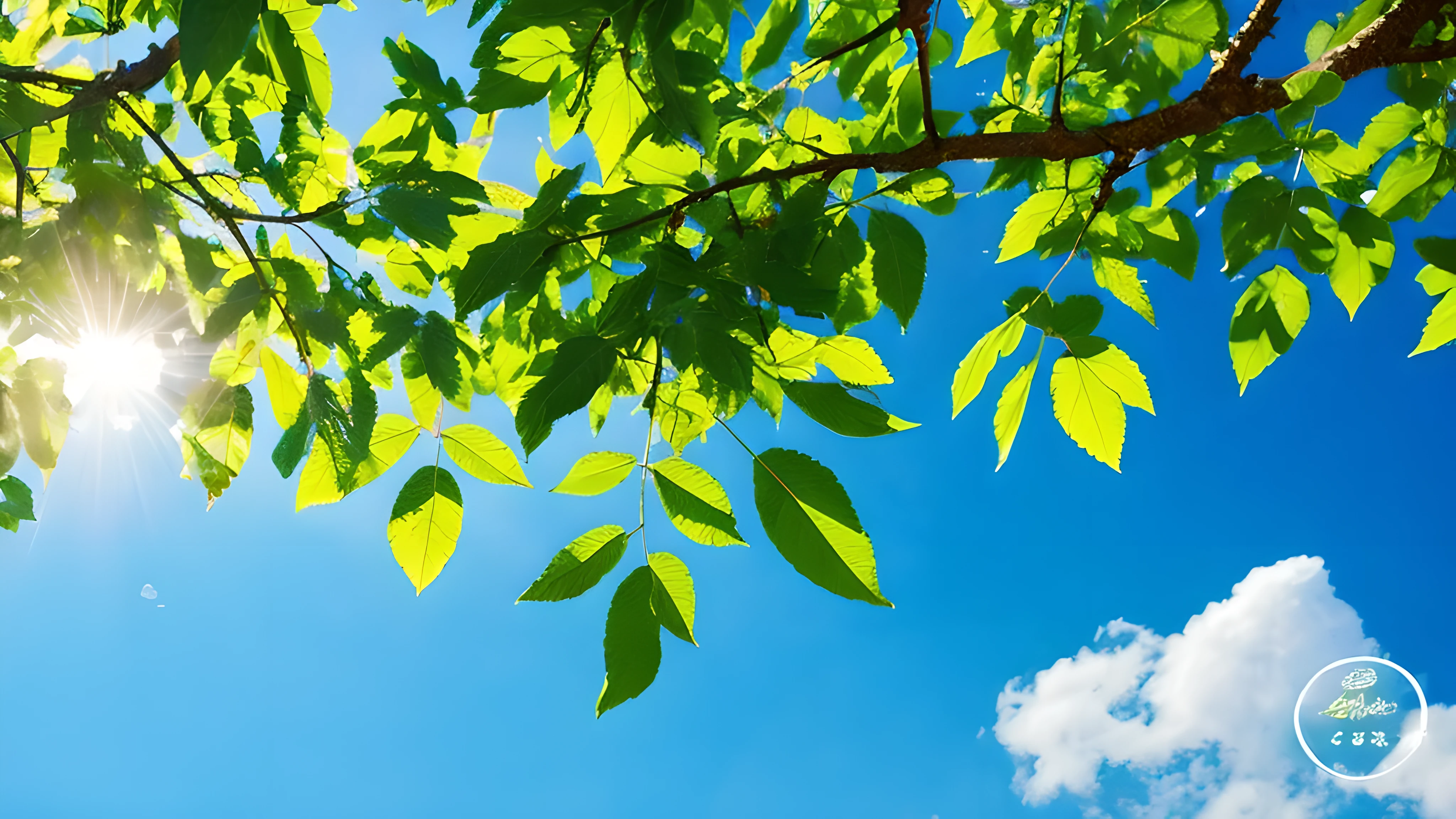 Top CG，（best quality）green（leaf），sparkling），sky blue sky，（Photo texture），Detail enhancement，lifelike，light green，Tyndall ray，wallpaper，soft light，romantic scenes，