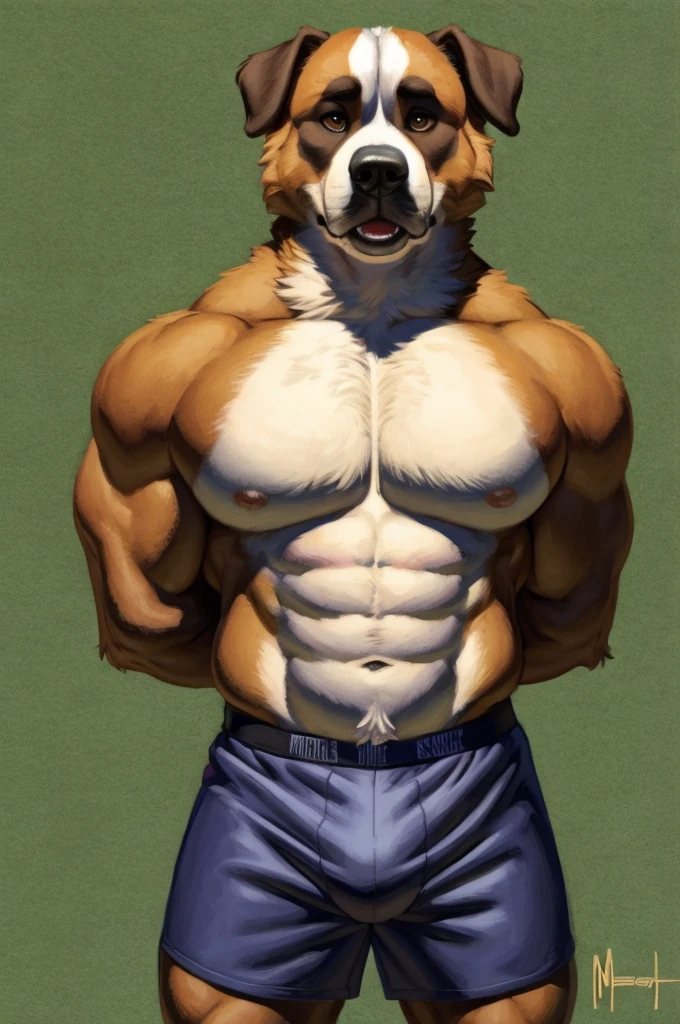 Solo, Furry, Anthro, Saint Bernard, Male, E621, Standing, Wearing Boxer Shorts, Muscular Body, Front view, Hands behind back, Simple image background, by meesh
