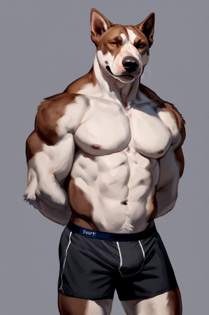 (solo,furry,anthro),male,standing,front view, muscular body, simple image background, Pitbull,wearing boxer shorts, hands behind back, by bebebebebe:1.2,by buta99,by foxovh,by ruan jia
