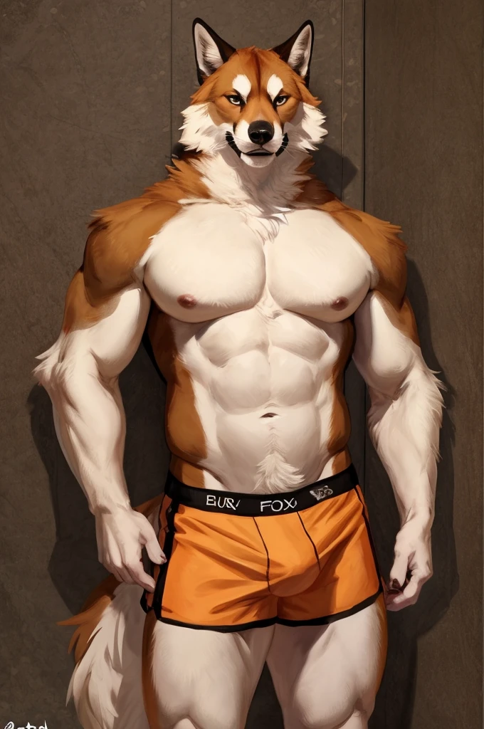 (solo,furry,anthro),male,standing,front view, muscular body, simple image background, Werewolf,wearing boxer shorts, hands behind back, by bebebebebe:1.2,by buta99,by foxovh,by ruan jia
