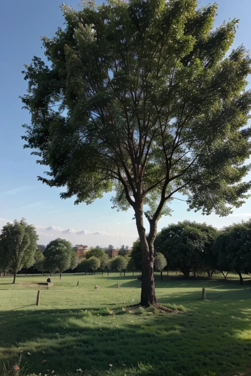un campo grande con un bosque de fondo y un arbol solo