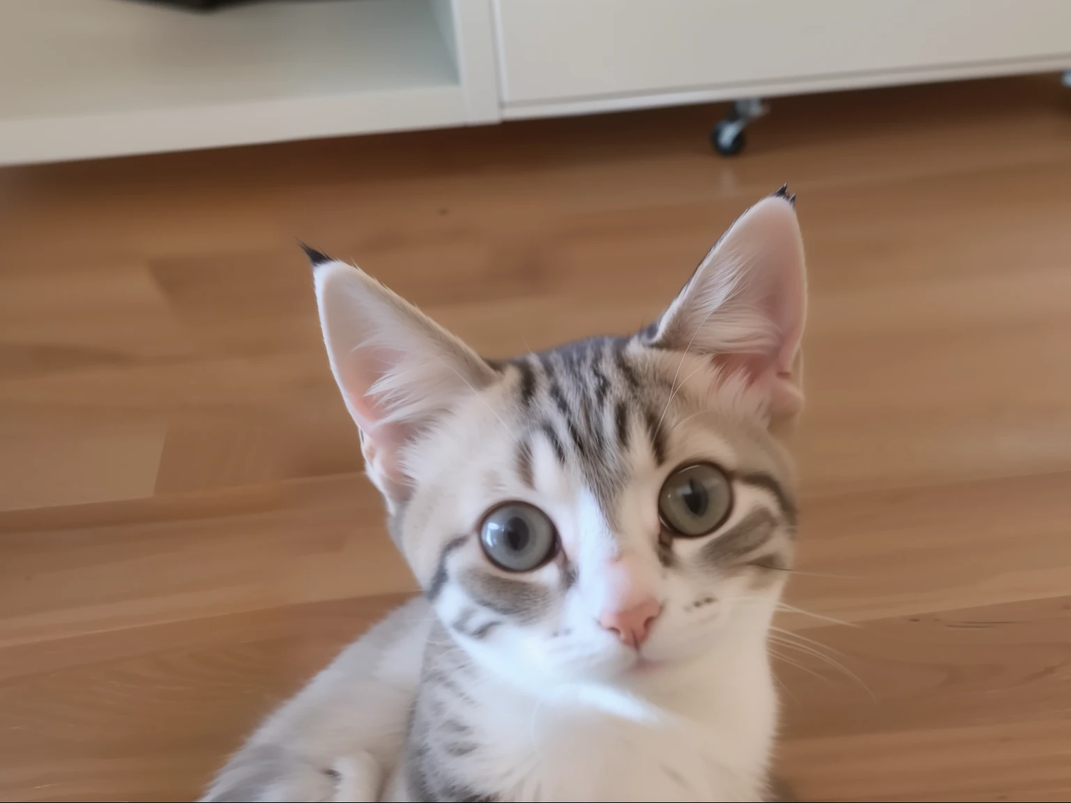 there is a cat that is laying down on a person's lap, holding paws, showing his paws to viewer, cute furry needs your help, waving at the camera, holding it out to the camera, a cute cat, with cute doting eyes, she is laying on her back, cute cat, cat is floating in air, in an action pose