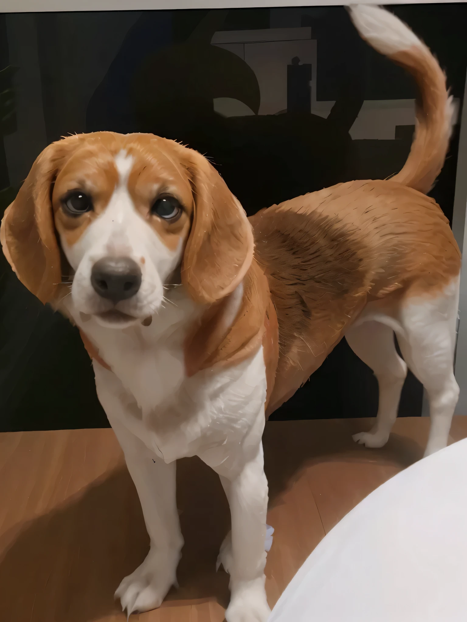 coloque o cachorro com o olhar mais suave e sorrindo