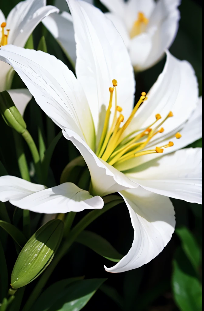 Close-up of lilies, high-precision picture quality, beautiful white background showing a lily picture. White lilies bloom towards us in pictures, capturing every corner of the human eye. The details of the petals are delicate and gorgeous, the exotic ears take on a sense of mystery, and the glowing details make the flowers look even more delicate. Improve the details of the stem and flower of the cosmic lily to make the picture more perfect.