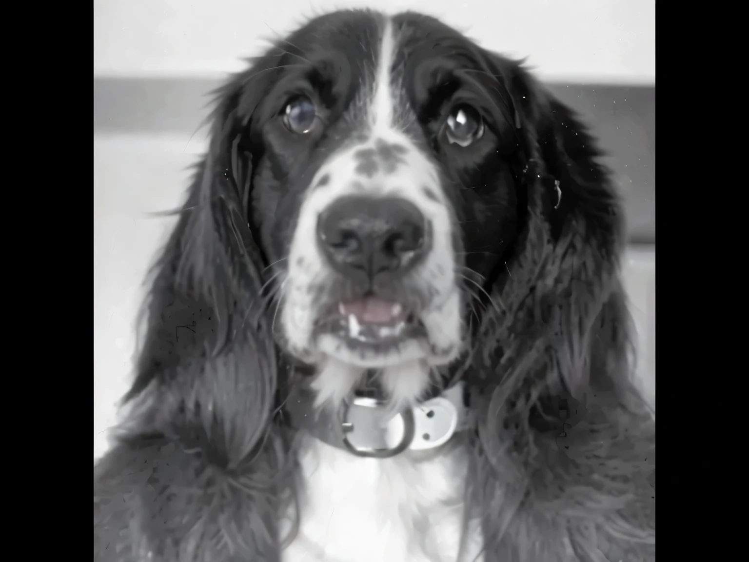 a black and white photograph of a dog with a collar,, Foto muy conocida, Primer plano del retrato, retrato frontal, foto granulada en blanco y negro, Primer plano del retrato - arriba, damaged grainy photo, primer plano de la cara, Primer plano de la cara, dog head transforming, perro antropomorfo