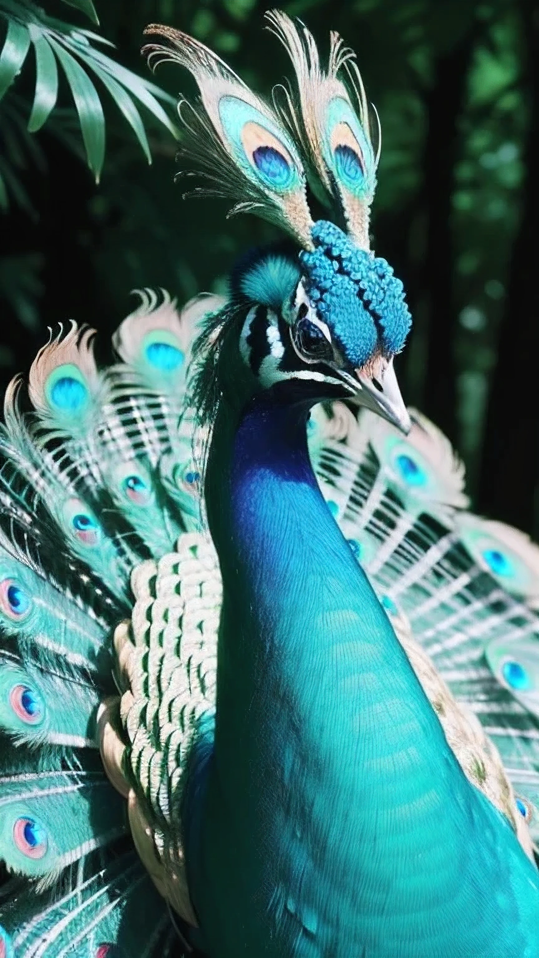 masterpiece, best quality, 8k, 4k, golden peacock, 1animal, ((Golden peacock)), Shining background, spread your wings, center of photo, close up of face, front, Luminous background, See here, blue sky, bright background in the forest