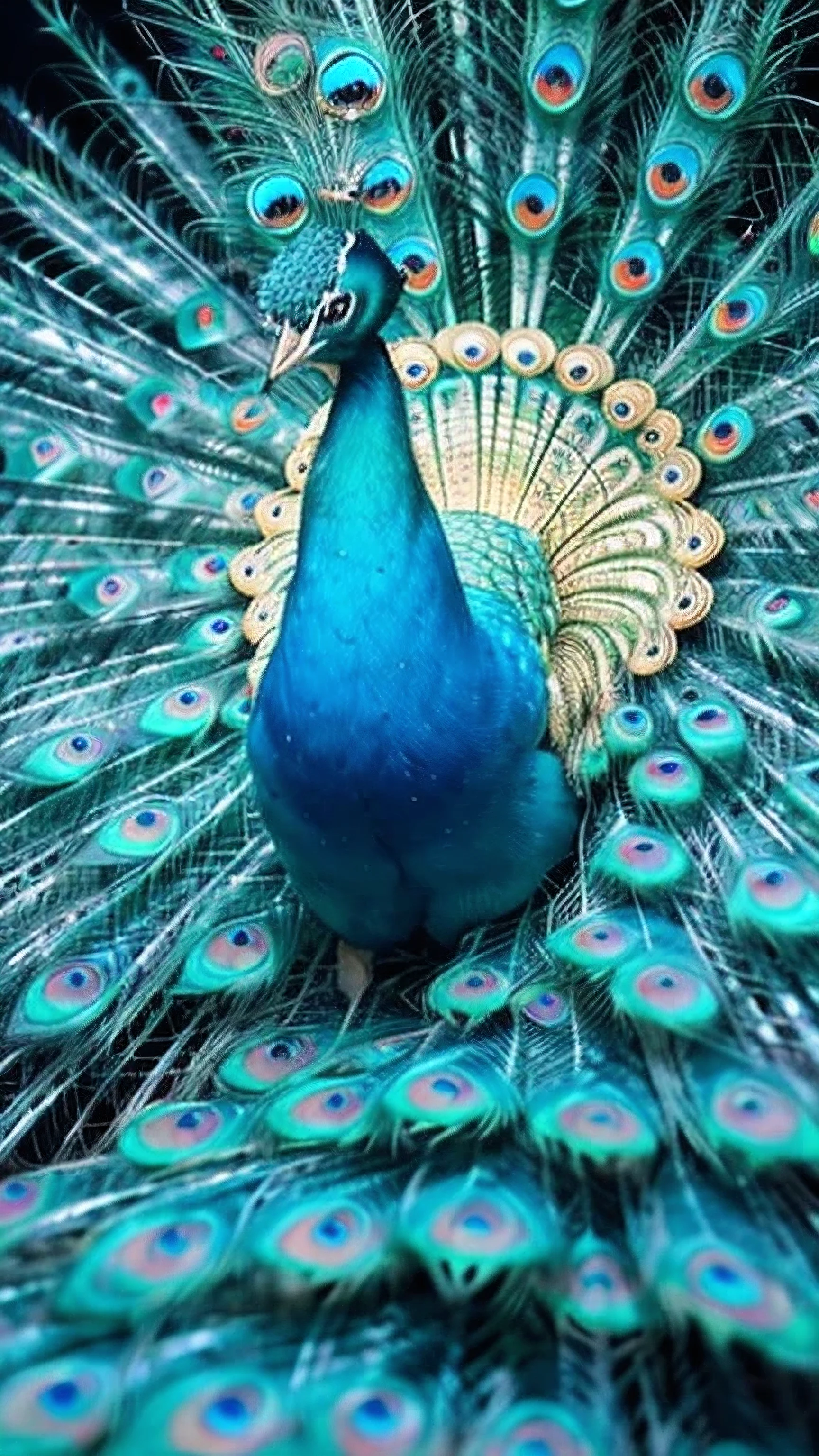 masterpiece, best quality, 8k, 4k, Golden孔雀, one peacock, ((Golden peacock)), Shining background, spread your wings, center of photo, front, Luminous background, See here, blue sky, bright background in the forest, Golden