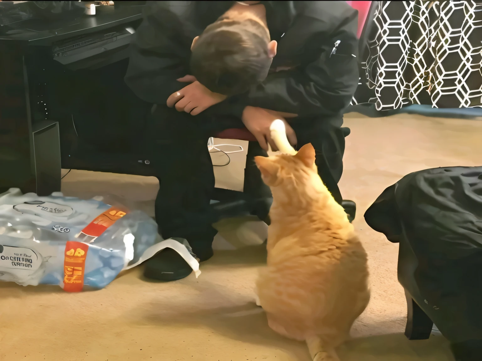 there is a cat that is standing next to a man, petting a cat, real-life tom and jerry, hugging his knees, cat drinking milk, heartwarming, wholesome, cat eating pizza, with small cat on lap, viral photo, cat eating, seeing a cat, holding a cat, he has a treasure with him, video, awww, cutest