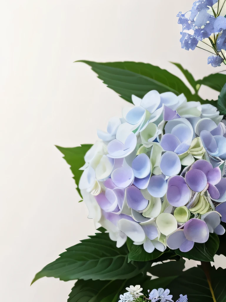 background white、hydrangea、Gradation、around it、