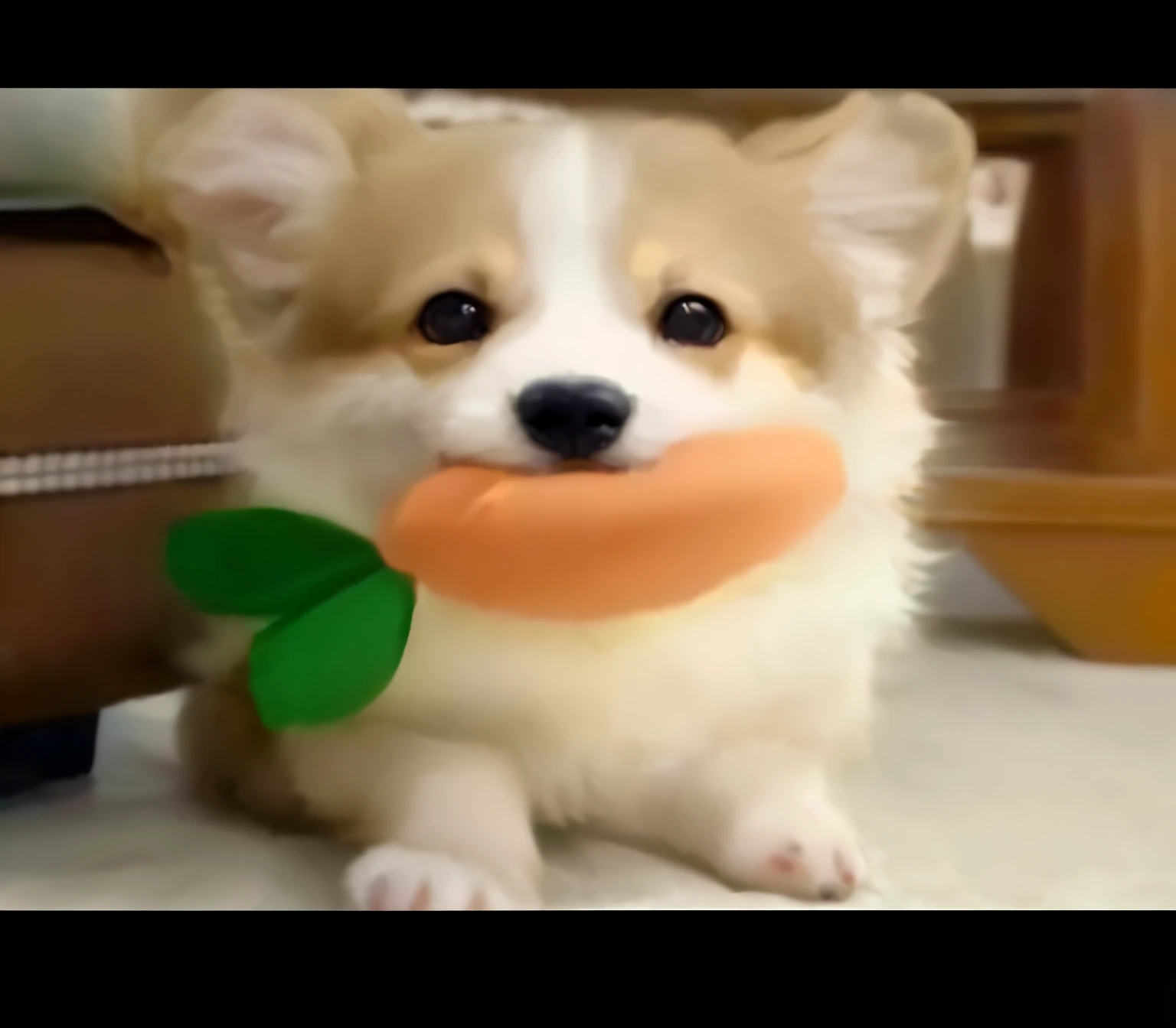 An Alphard dog sitting on the floor with a toy in its mouth, cute corgi, kawaii cute dog, cute dog, r/Wow, The cutest creature in the world, 超级Cute and友好, Cute and可爱, Wow, cute toys, The cutest creature in the world, cute appearance!!!, Cute and, He is very happy, adorable animal