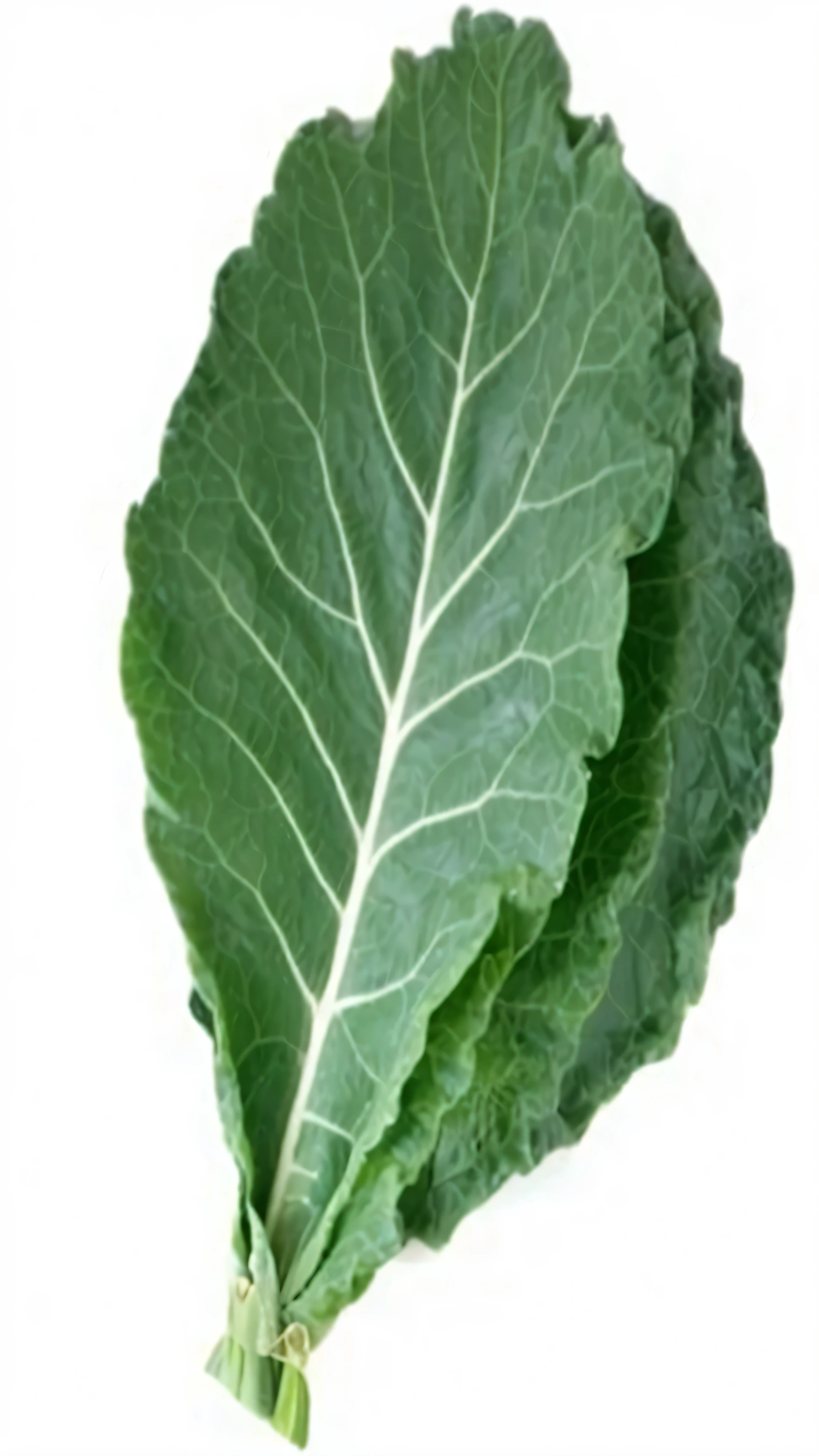 a close up of a leafy vegetal on a white surface, folhas grandes, vegetal foliage, verdes), pelos de folhas verde-escuras, folhas de couve, vegetal, folhas grandes, foliage and stems, bosum grande, really bosum grande, folhas verdes escuras, folhas grandes, folha verde, conjunto de dados de imagem, folhas muito detalhadas, very bosum grande, folhas de couve