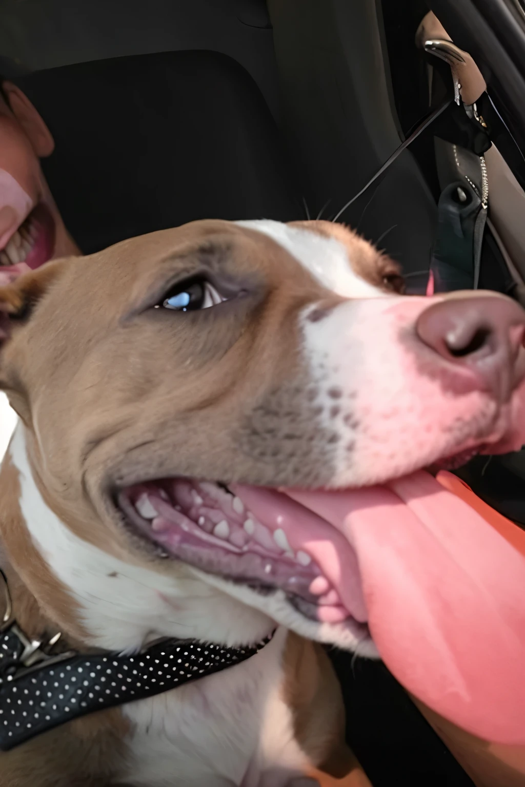 there is a dog that is sitting in the back seat of a car, closeup. mouth open, happy with his mouth open, pitbull, closeup!!, face!!!! close - up, large eyes and menacing smile, close up head shot, cyborg - pitbull taking a selfie, closeup!!!!!!, wide nose!!!, winking at the camera, happy dog, pits