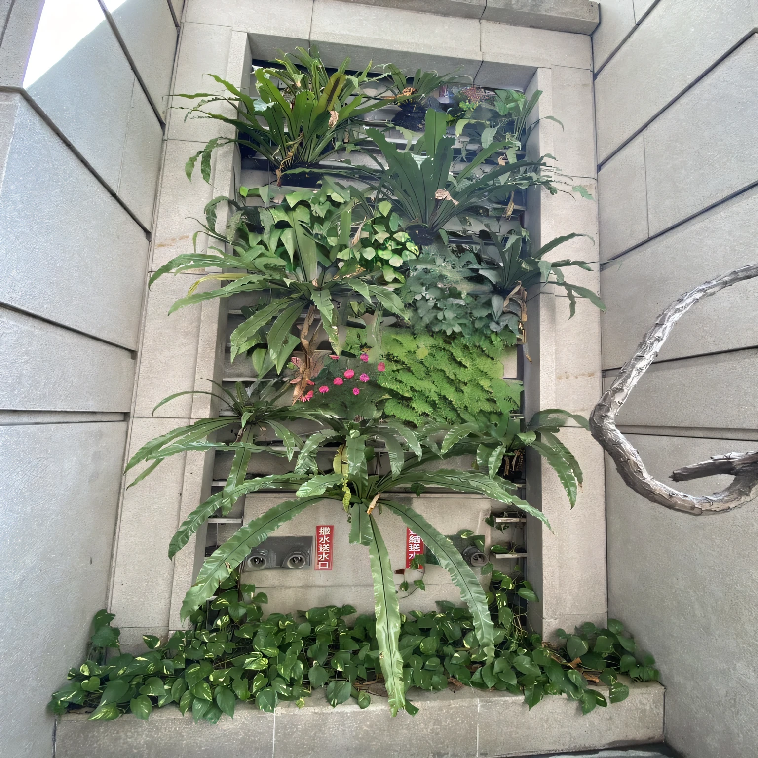 planting，green wall，Landscaping，actual，Picture is full，beautifully