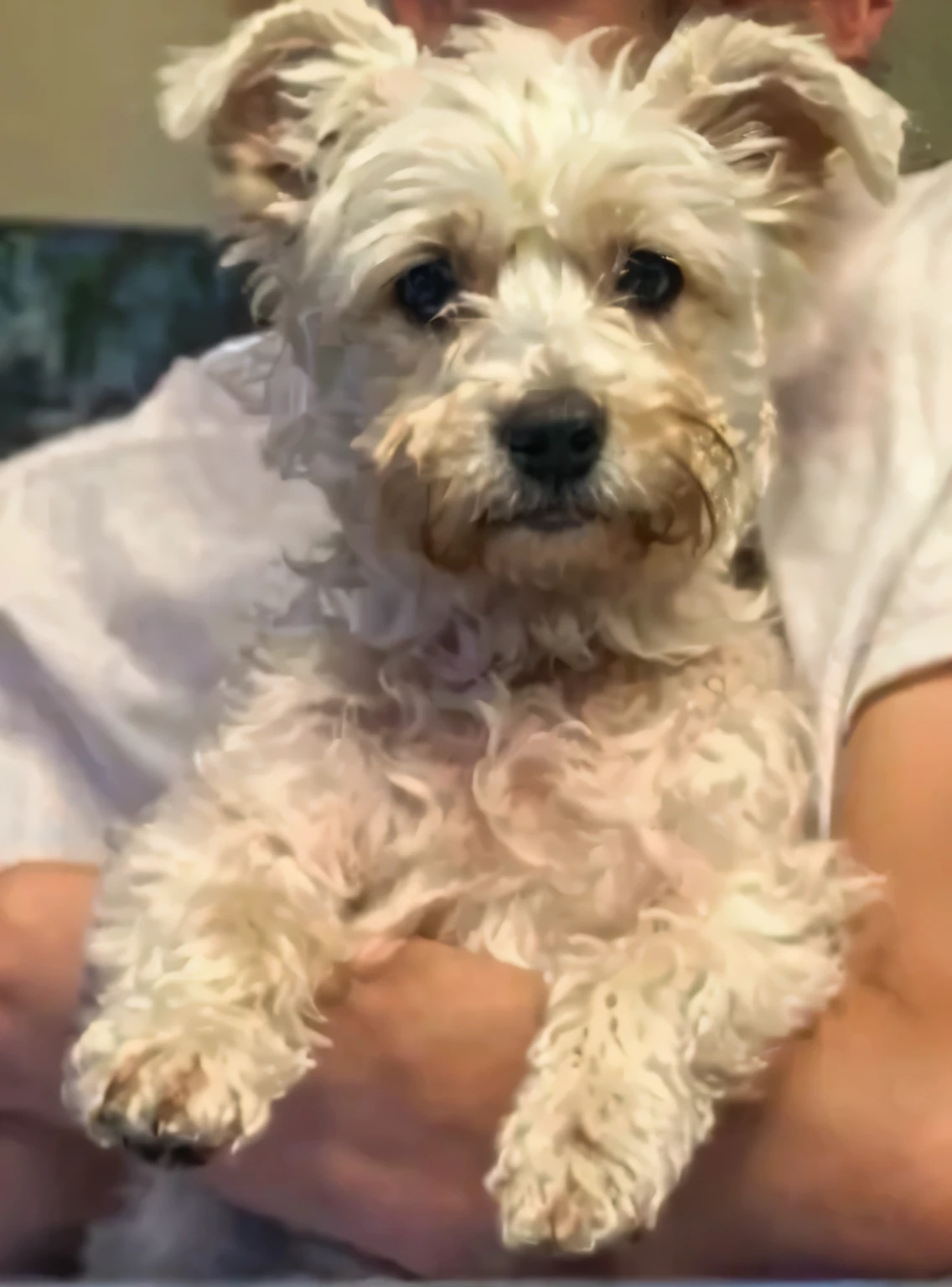 there is a man holding a small white dog in his arms, disheveled appearance, perrito blanco a su lado, sosteniendo las patas, bella, Perrito, lindo peludo necesita tu ayuda, terrier de yorkshire, aumentado, ooh, disheveled man, un pintoresco, tiro alejado, foto de una hermosa, duendecito, looking towards the camera, un guapo
