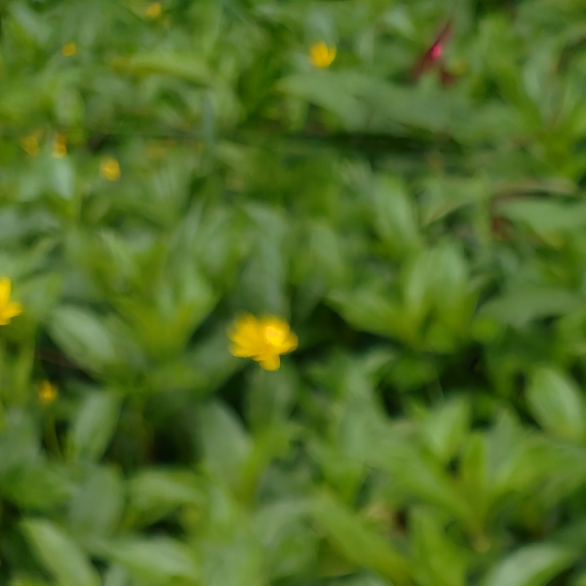 there is a white flower that is in the middle of a field, surrounded flower, with yellow flowers around it, white flower, flowers and foliage, f / 1. 9 6. 8 1 mm iso 4 0, bloom and flowers in background, tropical flower plants, shot on 85mm, shot on sony a 7, captured with sony a3 camera