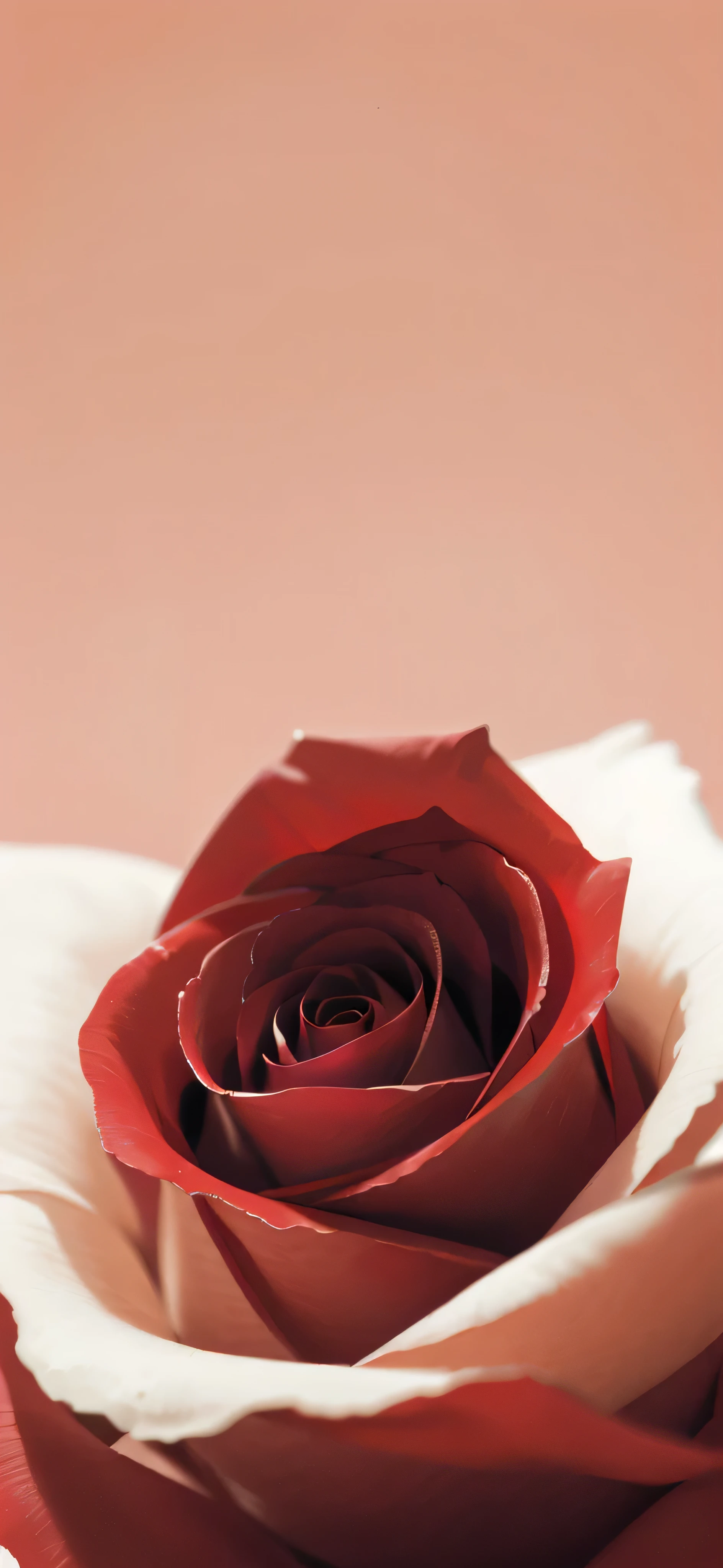 there is a Rose that is sitting on a table, Rose background, photo of a Rose, soft red tones, Roses background, red Rose, Rose, pink Rose, giant Rose flower as a head, red Roses, natural point Rose', giant Rose flower head, Rose petals, white and red Roses, Roses, a beautiful, blonde
