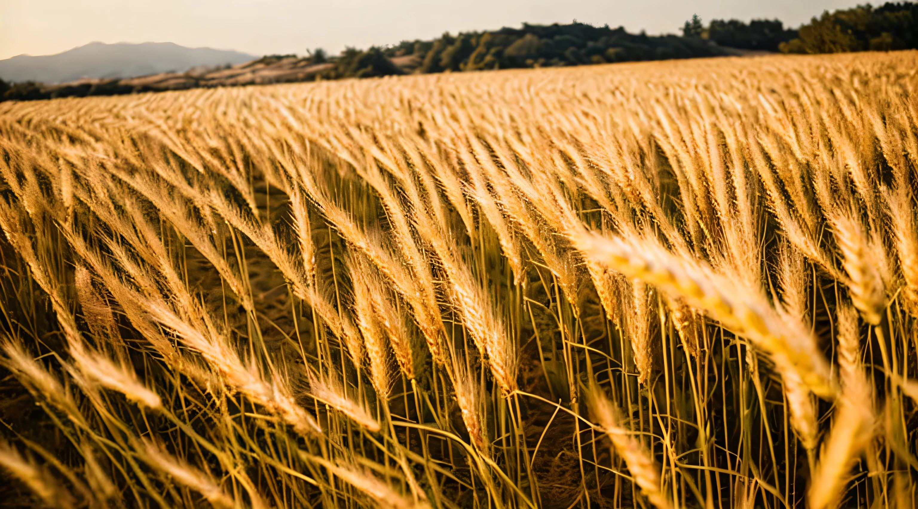 ancient israel、wheat field、、Live shooting、highest quality、masterpiece:1.5、Ultra lightweight and high resolution、photogenuineistic:1.5、cinematic light、soft volume lighting:1.5、genuine、photogenuineistic:1、become familiar withな皮膚、professional lighting、photograph、sharp focus、become familiar with、professional lighting、photon mapping、become familiar withで複雑な環境、非常にbecome familiar with、highest quality、美術的なphotograph、photogenuineisticなコンセプトアート、Cinematic perfect light with soft natural volume、The middle of a journey、become familiar withな手、