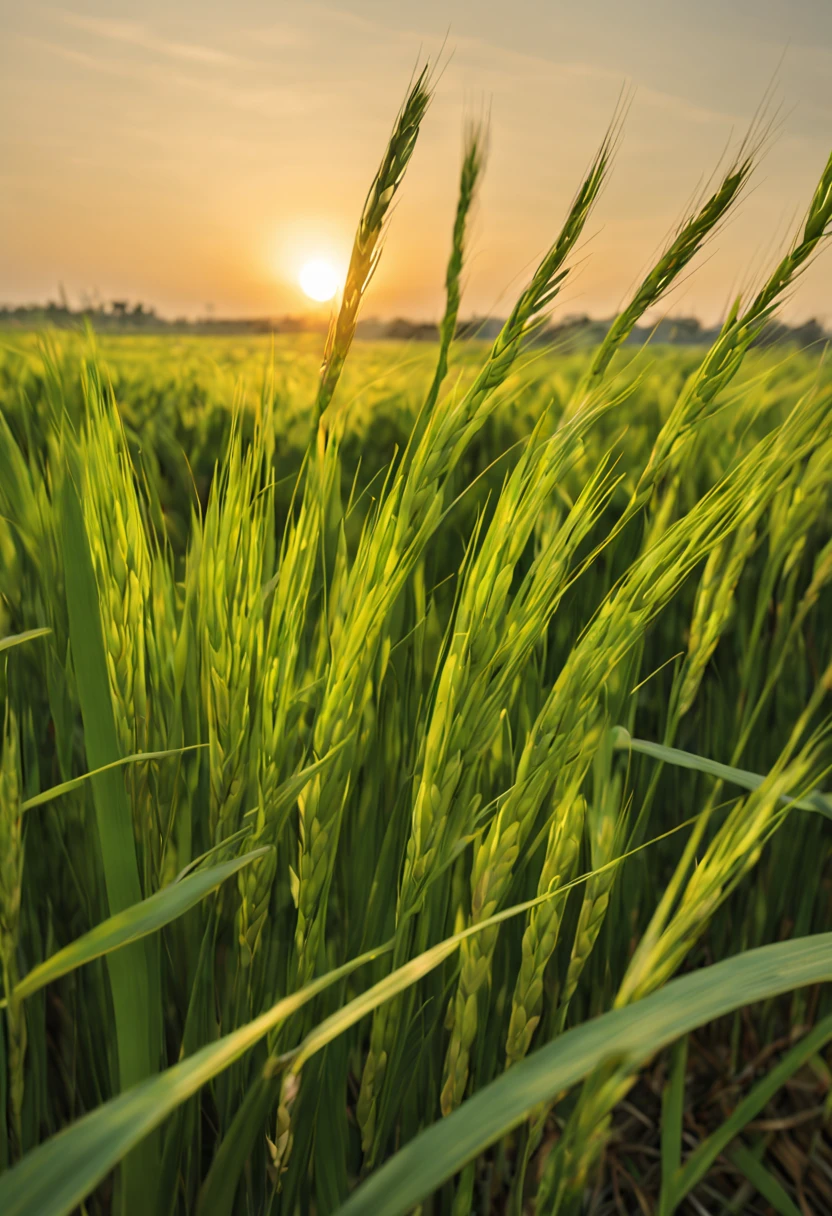 rice paddy/paddy(masterpiece, best quality, Super detailed, lifelike),光暈渲染在一望無際paddy.夕陽西下照映paddy.Brilliant light and shadow.Close-up of rice ears.plump and low.The wind blows the rice waves.