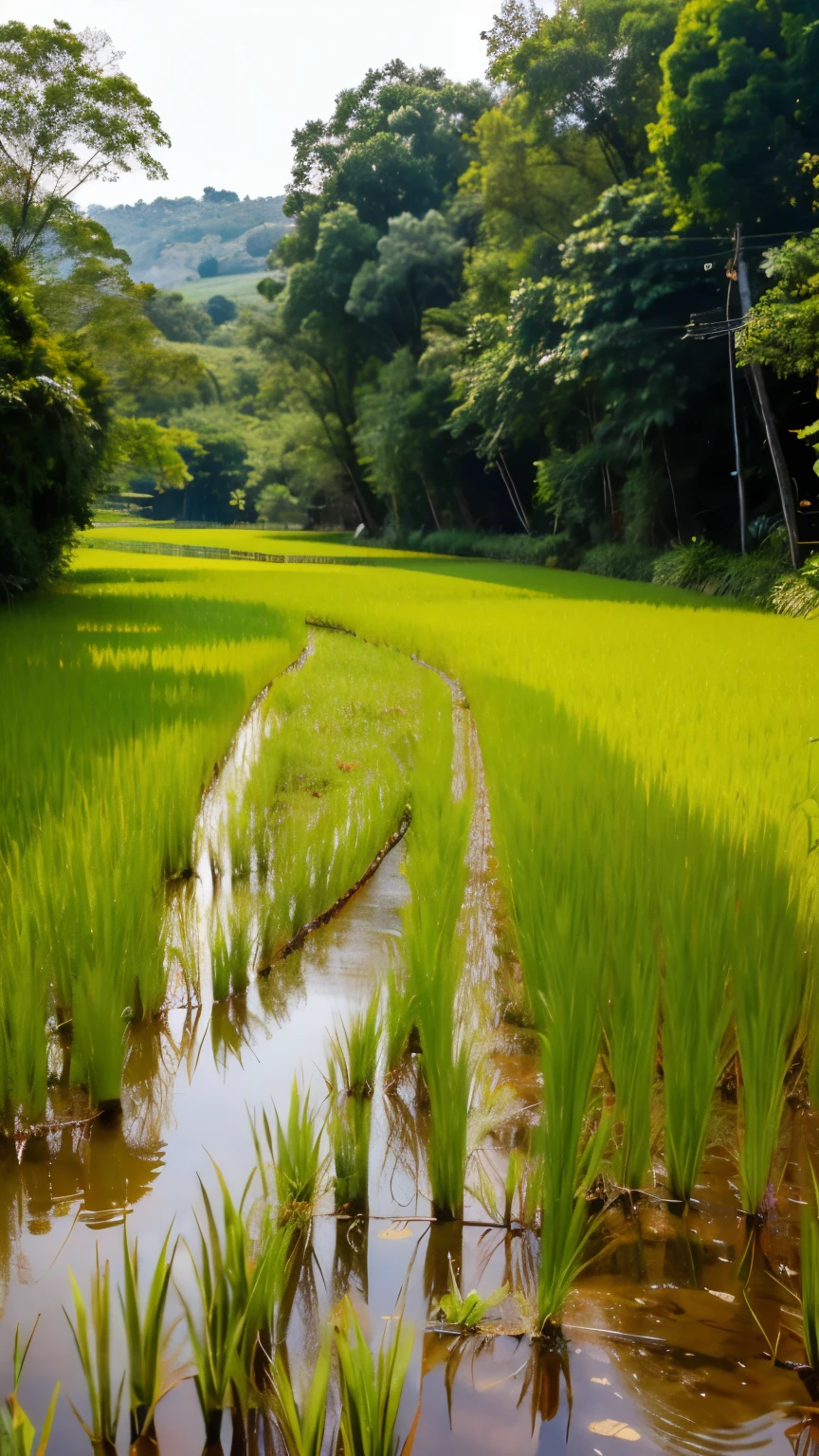 rice paddy