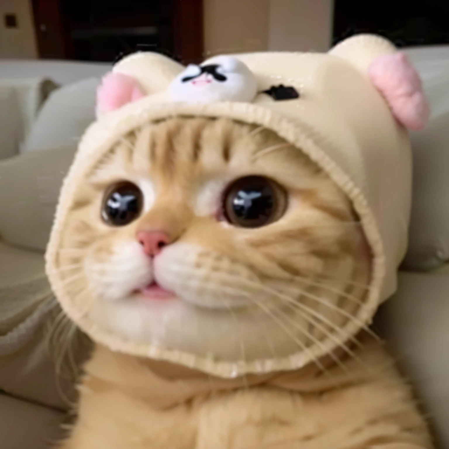 there is a cat wearing a hat on its head, smol fluffy cat wearing smol hat, it's wearing a cute little hat, cute cat, wearing a cute hat, with a large head and big eyes, a cute cat, kawaii cat, meow, clear cute face, she has a cute face, cat with a hat, cat head, covered head, cute animal