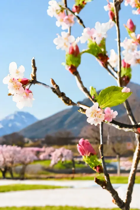 桜之蕾 cherry blossom buds