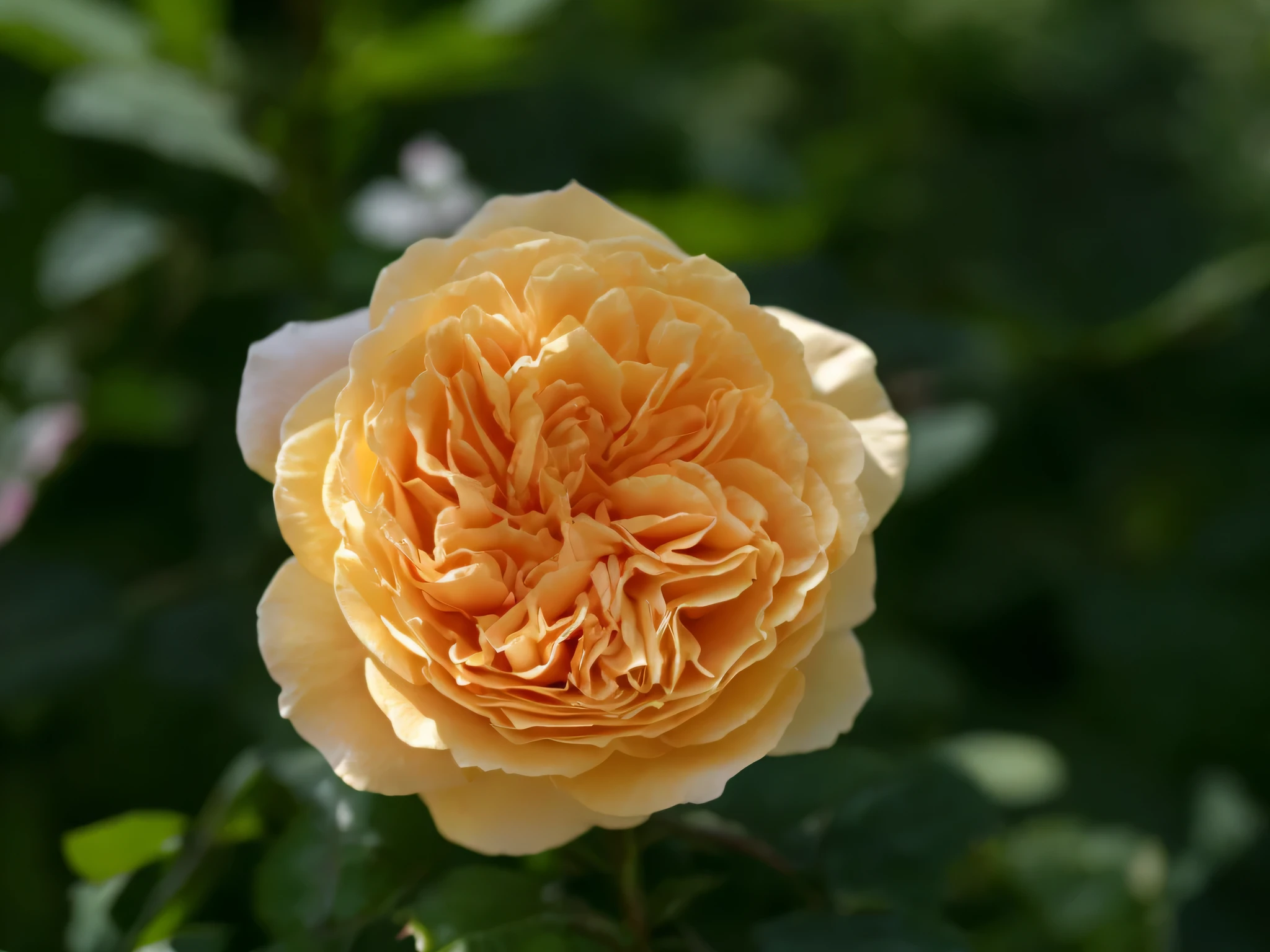 there is a yellow rose that is blooming in the garden, rose, rose twining, rosa bonheurn, photo of a rose, taken with canon 5d mk4, taken with canon 8 0 d, taken with canon eos 5 d mark iv, photo taken with nikon d 7 5 0, photo taken with nikon d750