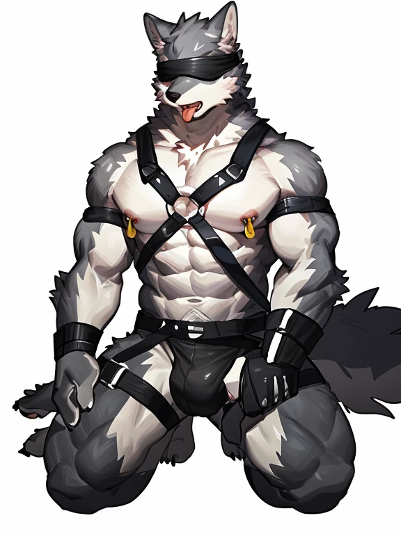 by pgm300,by fuguri,by kiyosan,by milkytiger1145, furry, kemono, anthro, male,solo, wolf, wolf ears, wolf tail, grey fur, (blindfold:1.35), open mouth, tongue out,  collarbone, pink nipples, nipple piercing, abs, navel, cock, harness,harness ring, arms behind back, kneeling, precum, big muscular, hand hold cock