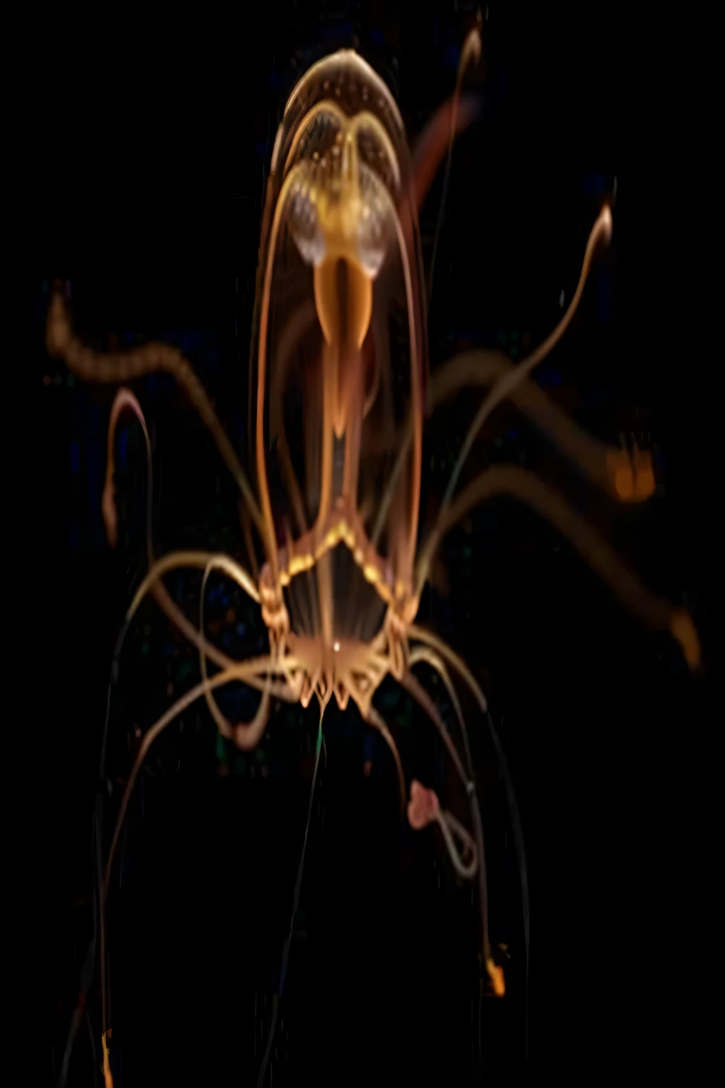 a close up of a jellyfish with a black background, encephalopod, phoenix jellyfish, jelly fish dancing, protozoa, jellyfish fractal, cymatics, jellyfish, squid phoenix jellyfish, bioluminescent jellyfish, bioluminiscent creature, glowing jellyfish, gelatinous symmetrical, jelly fish, jellyfish pheonix, long wispy tentacles