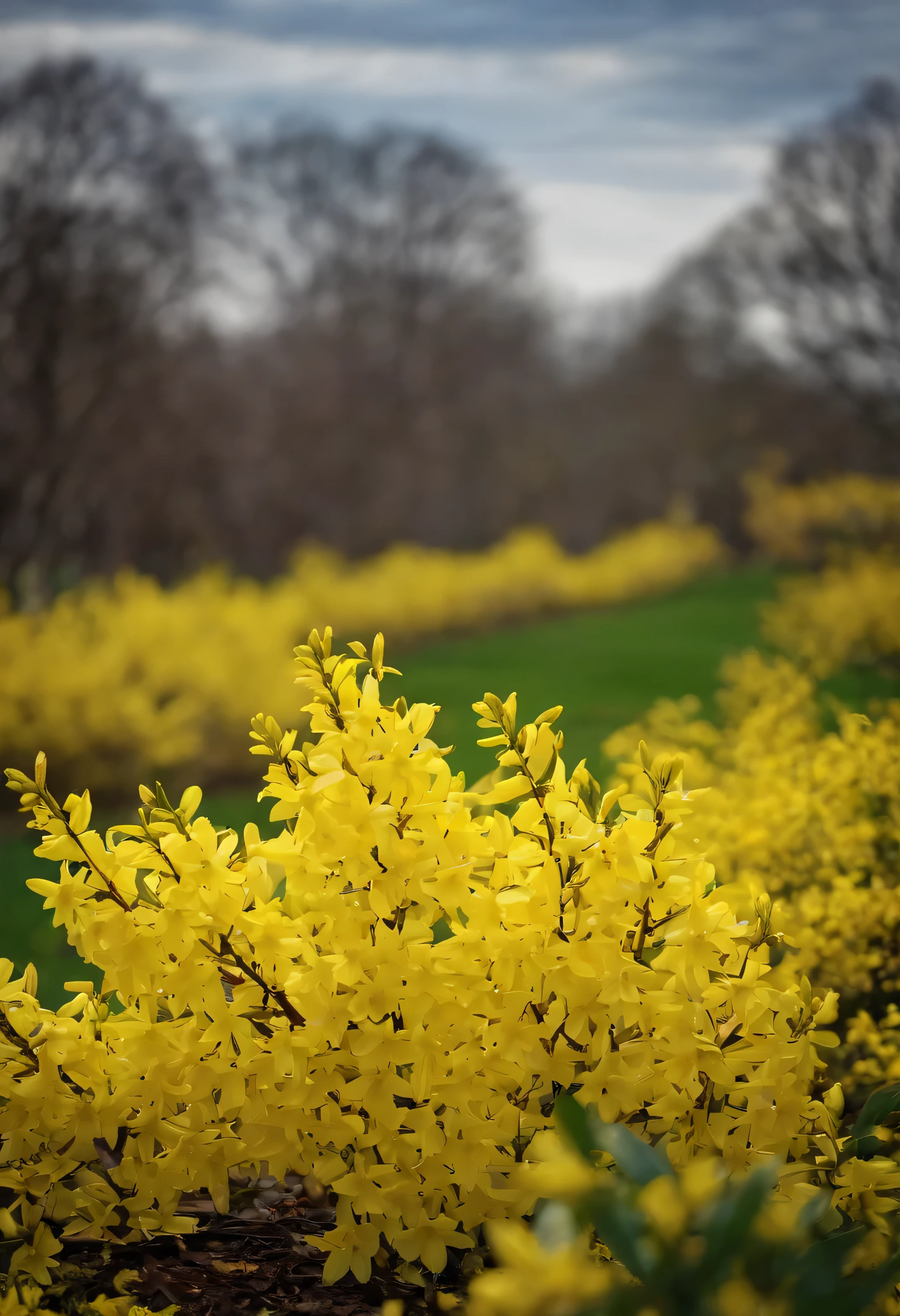 forsythia flower, yellow flowers, spring, park