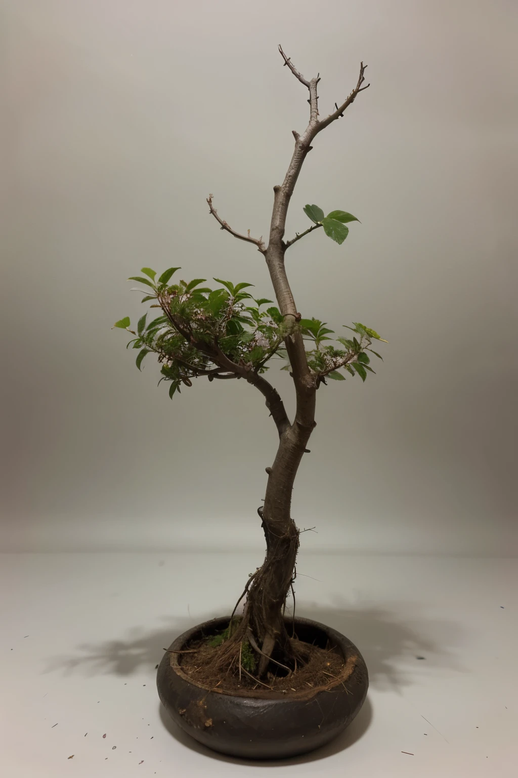 A small tree with deep roots.