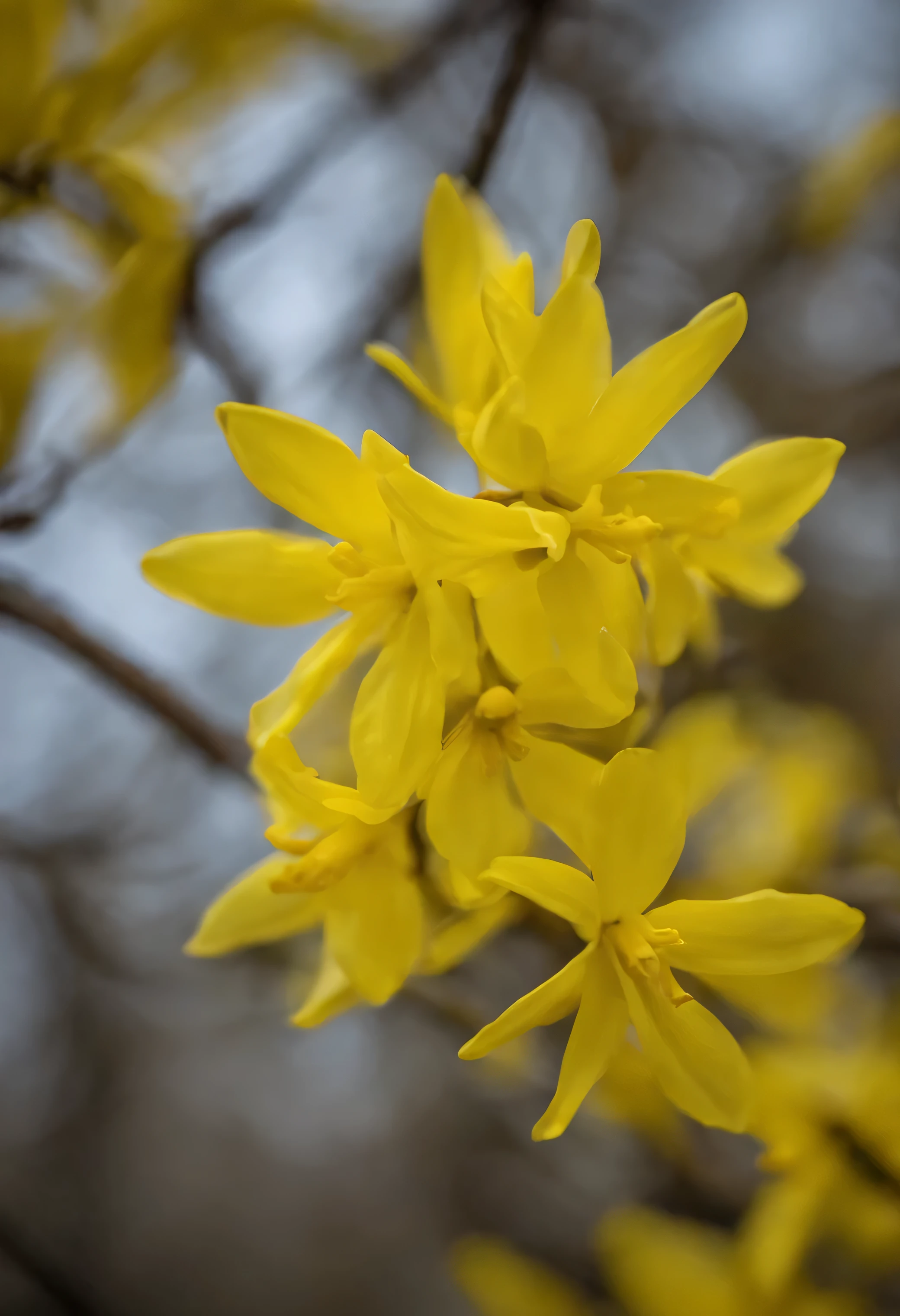 forsythia flower, yellow flowers, park, spring