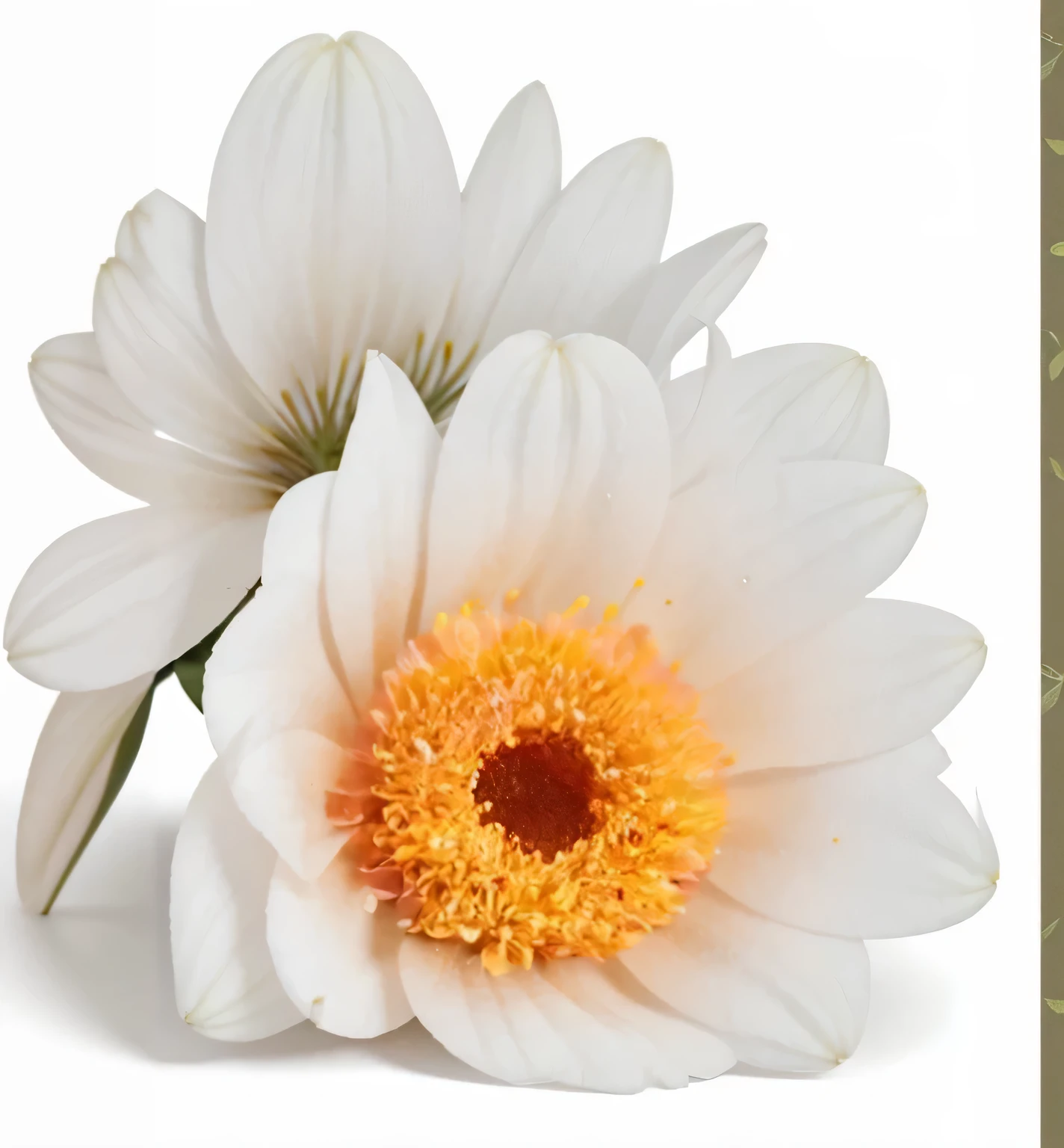flower expansion