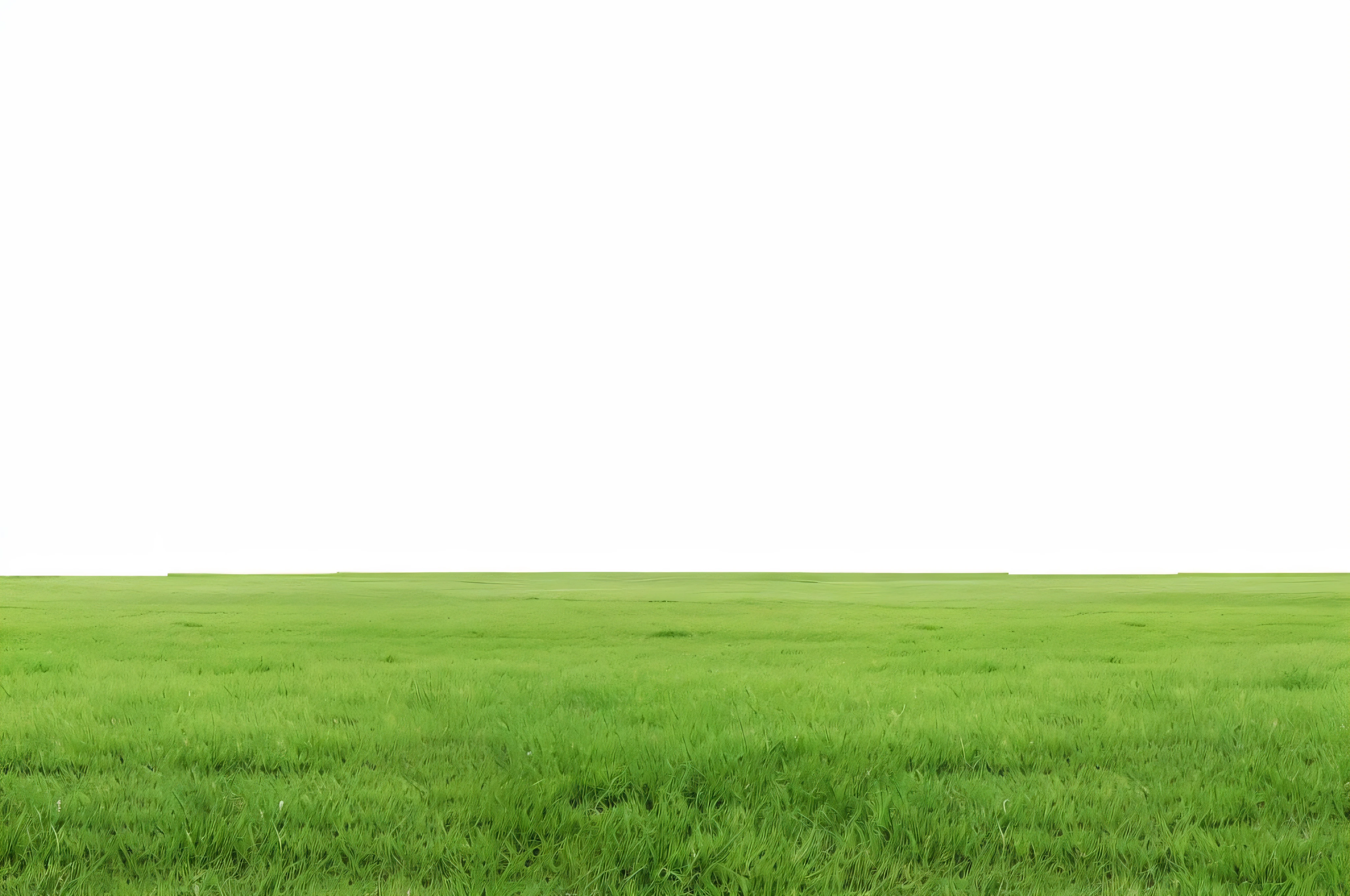 grassy field with a single red kite flying in the sky, grass field, field of grass, field background, tall acid green grass field, grass landscape, grassy field, an expansive grassy plain, isolated white background, in a large grassy green field, green grass, grass surrounding it, green field, grass field surrounding the city, without green grass, full view blank background