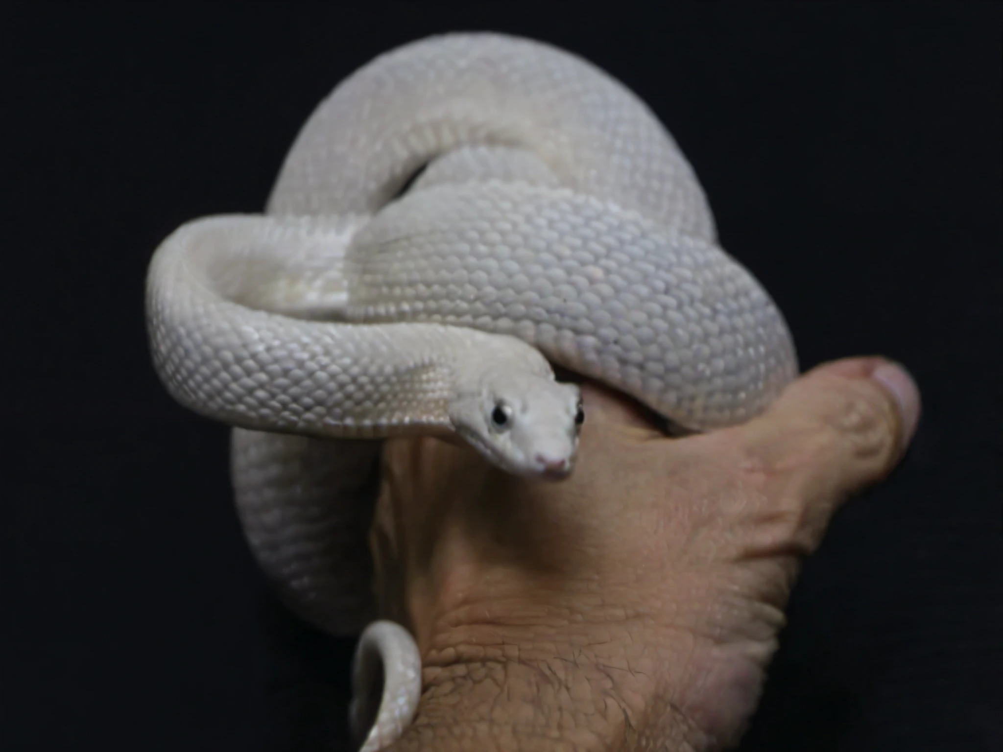 a close up of a person holding a white snake in their hand, albino mystic, intense albino, snake body, albino skin, albino, holding a snake, albino dwarf, snake human hybrid, snakes for hair, eugene gottsnake, with the head of a snake, snakes in place of hair, portrait of albino mystic, albino white pale skin, serpentine pose