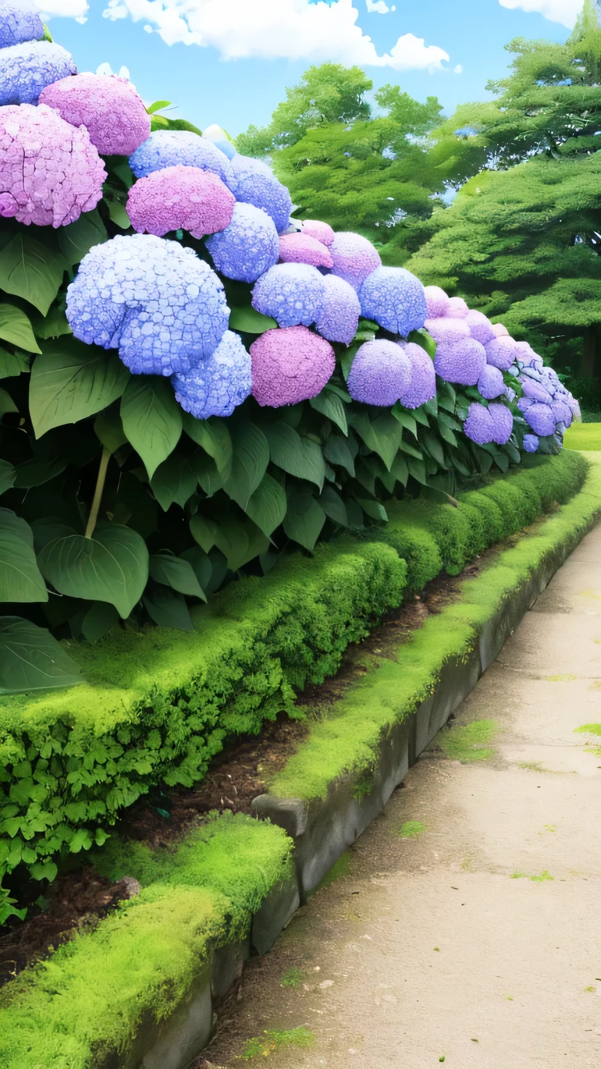 background only、A path where hydrangeas bloom