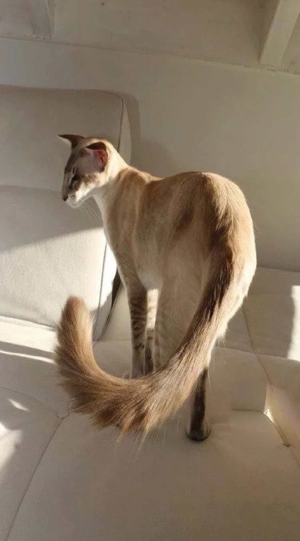 Alafi cat standing on white sofa in the room, long elegant tail behind, long sleek tail behind, long elegant tail, long tail, fluffy tail, thick fluffy tail, cat tail, long tails, thick tail, large tail, with tail, tail slightly wavy, long tail with horns, bushy tail, tail, he has an elongated head shape