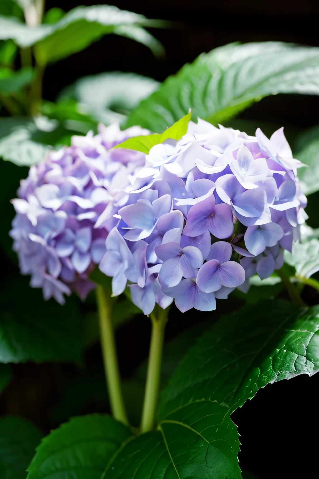 hydrangea ephemeral Purple a world without people