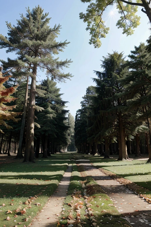 An ancient forest with century-old trees and a carpet of dead leaves. 