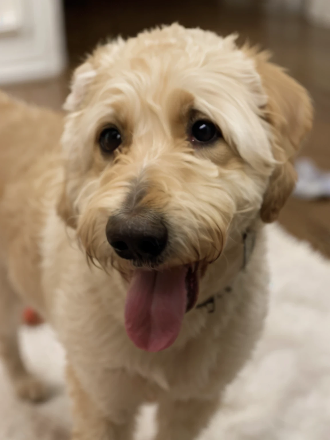 cute dog