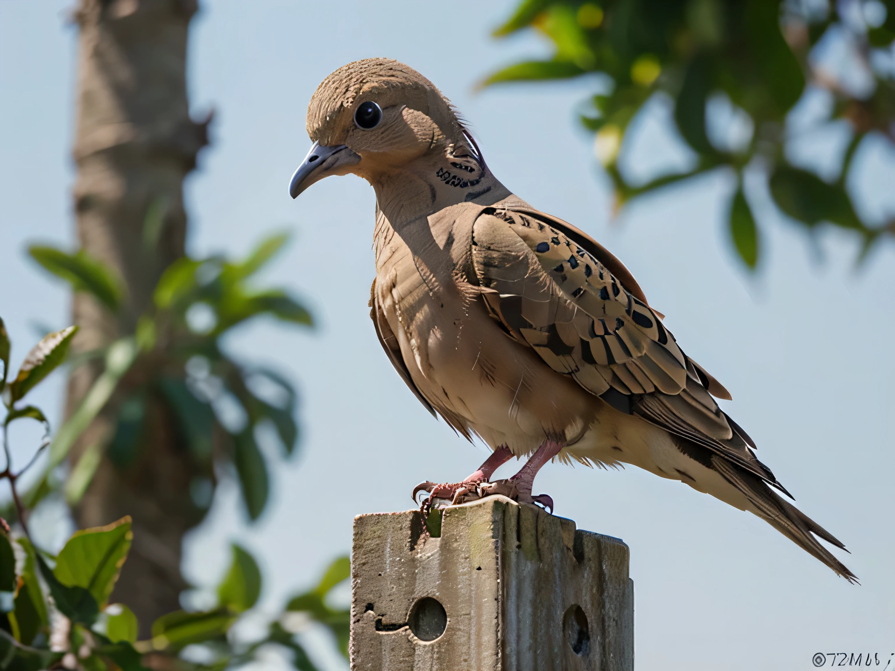 Realistic image of a juvenile morning dove.