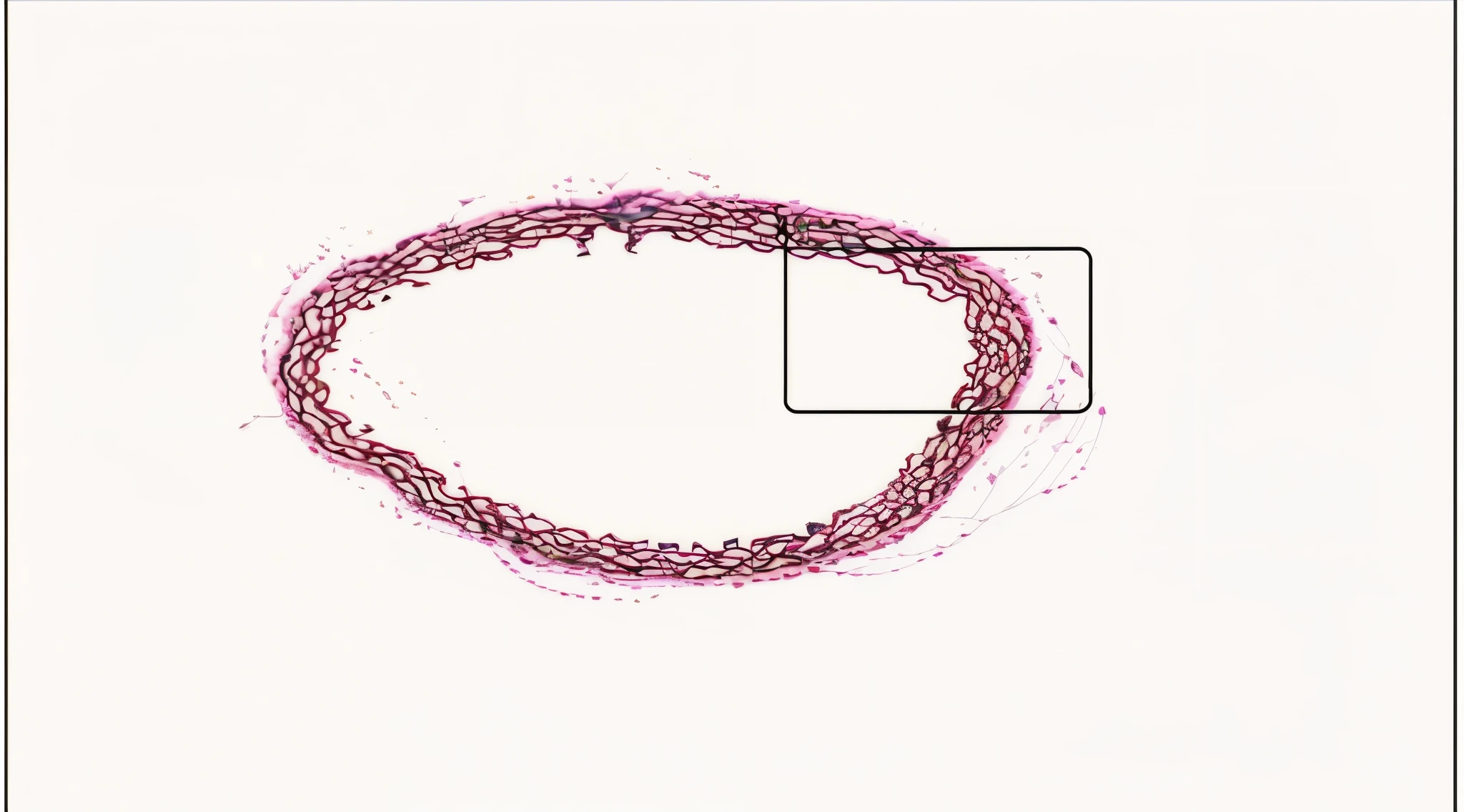 Close-up of a circle of purple lines，There is a square in the middle, protophyta, 圆形虹membrane详细结构, protozoan, chelation appendages, microscopic photo, microscopic view, arteries, capillaries, mycelium, Thread, Open the synthetic stomach, Histological, esophagus, membrane