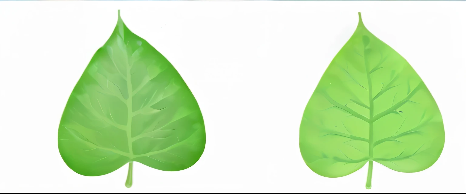 The leaves on the left are moldy,long hair,dry,Discoloration。The leaf on the right can absorb water