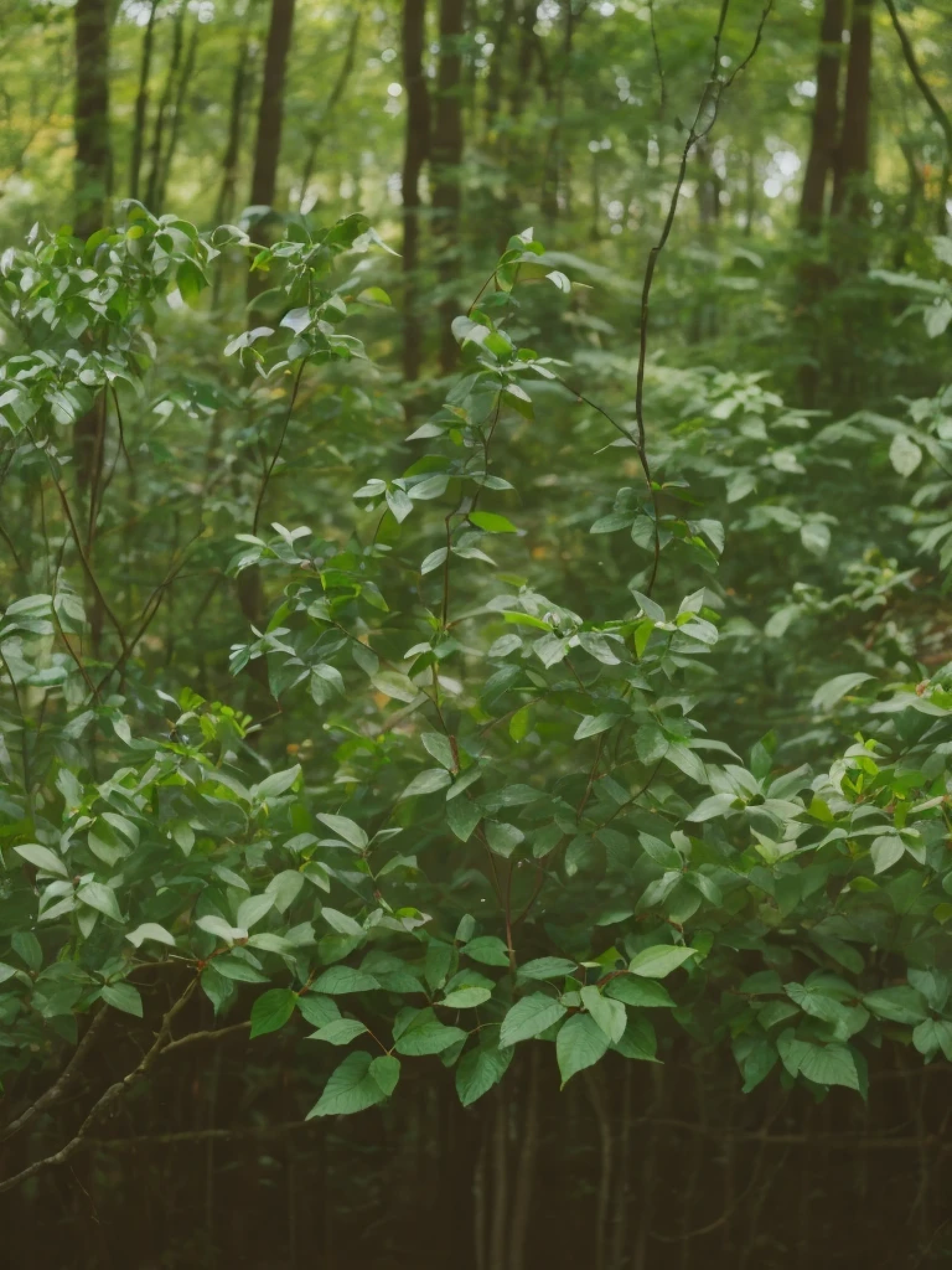 ((forest))、