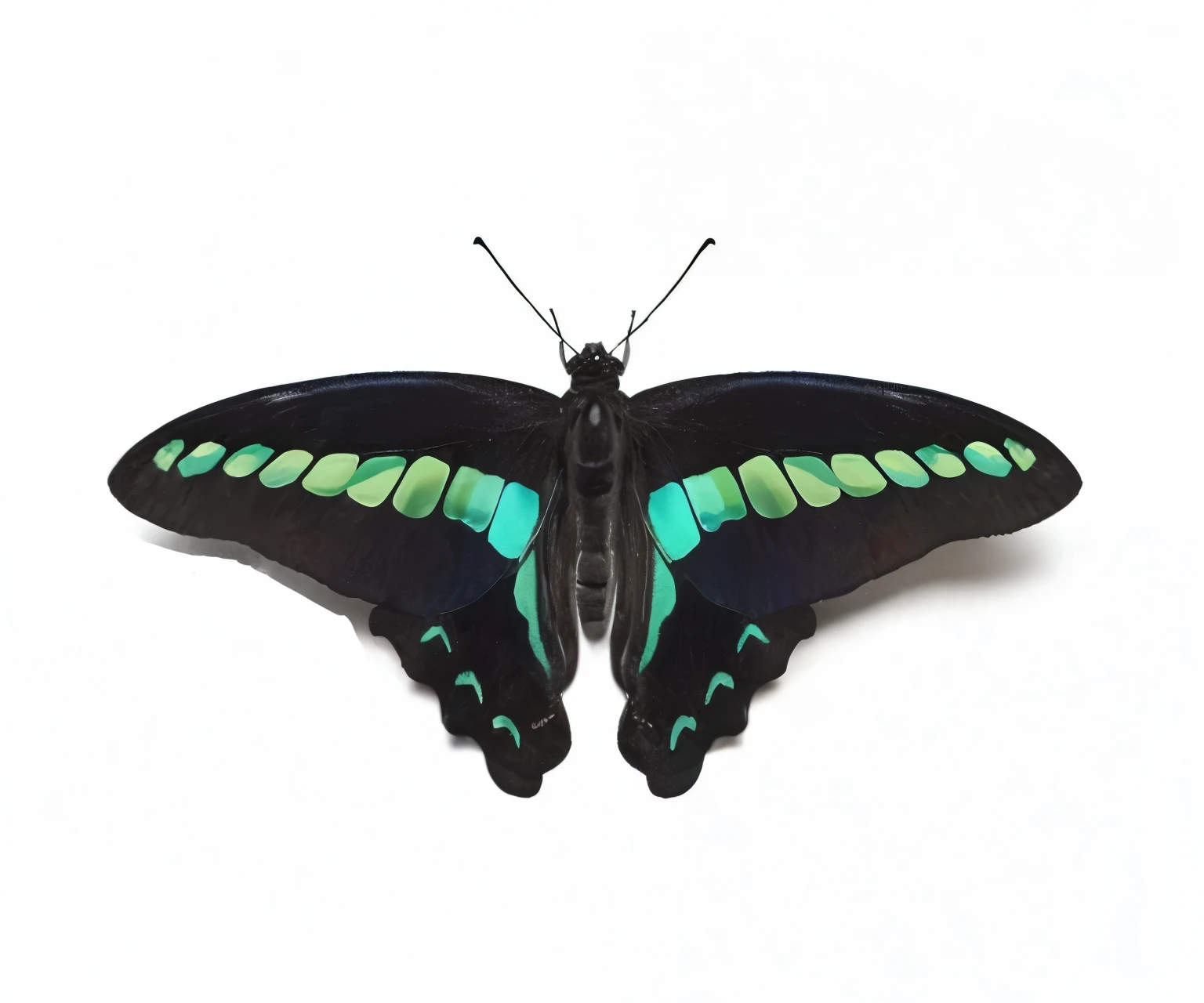 The blue part is glossy The green part is glossy