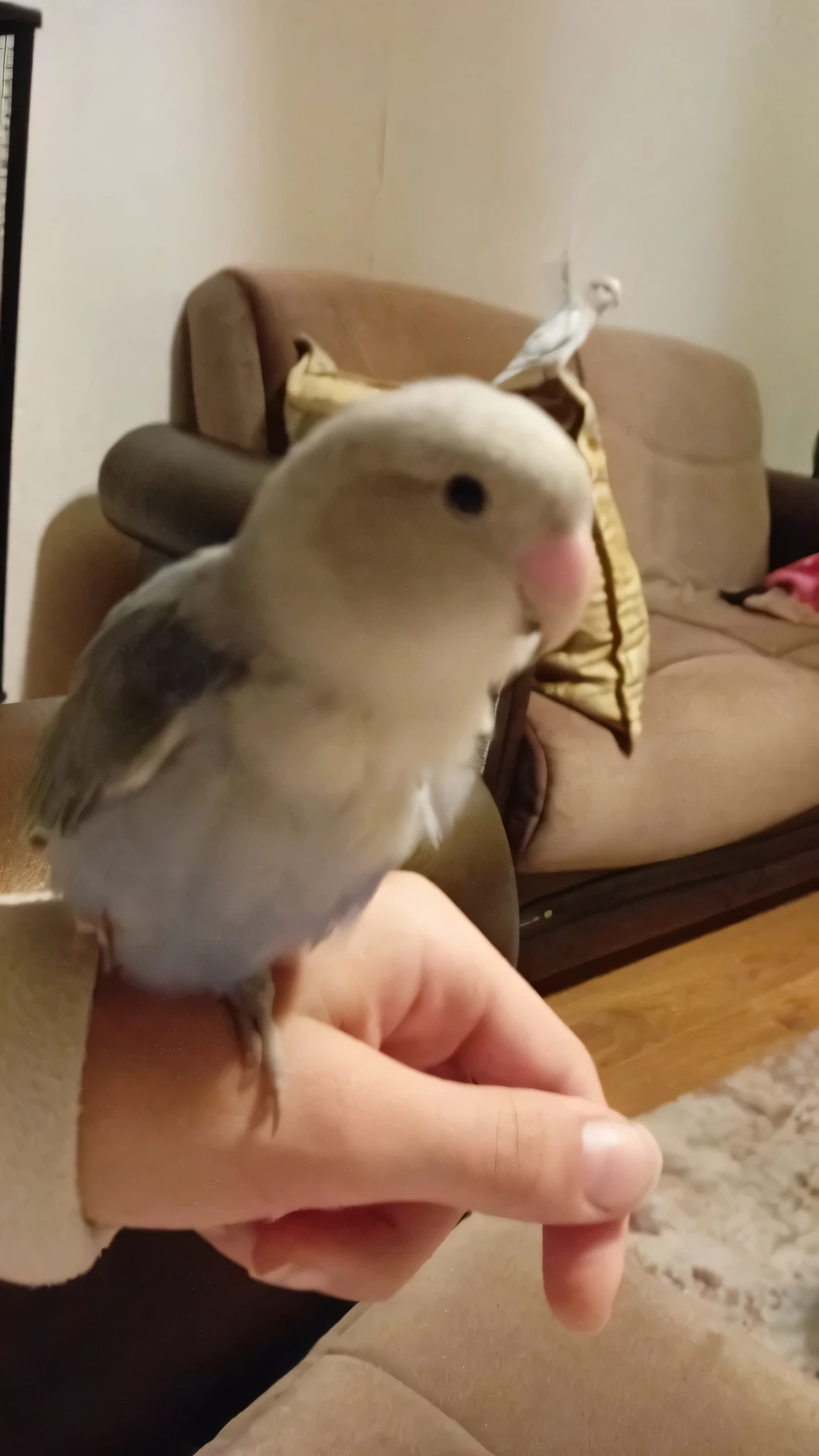A light blue, little bit green and grey love bird in a black cage. Eating seeds grey beak and feet.