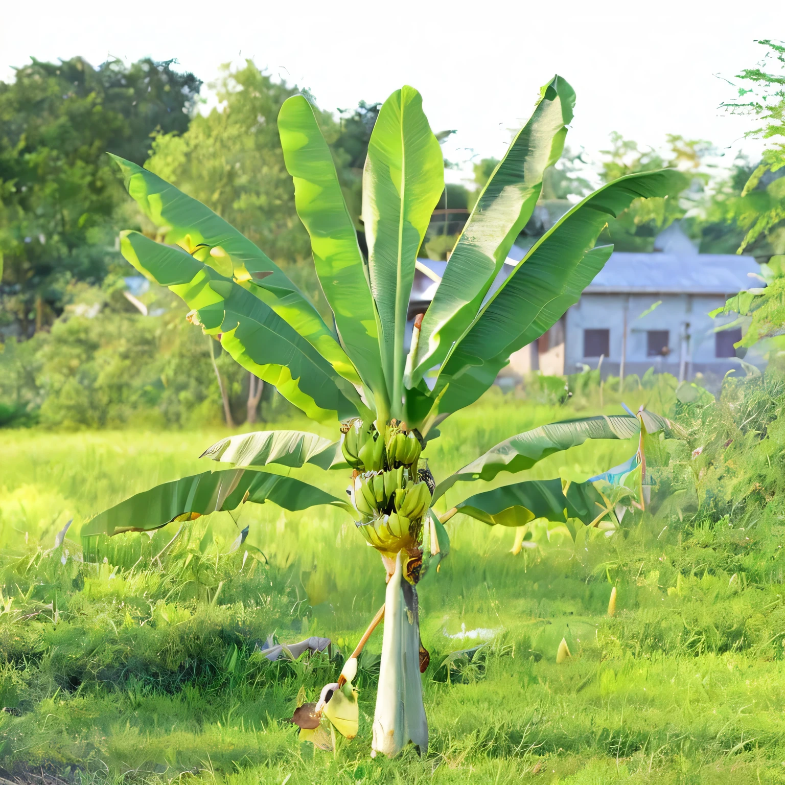 a banana tree,banana,grassland,sunny,spring,Morning