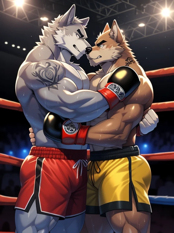 Duo male fighters(Gray Wolf vs Brown Wolf, handsomes, Thick eyebrows), beso gay((Cuddling embraced in a boxing match, Fierce gaze)(cuddling body frottage)), hot(Full body, shirtless), handsomes(They are handsomes, correct anatomy), musculosos(Big muscle bodies, Six packs, muscle abs, big pecs), sweaty(very sweaty wet bodies), tatuajes(they have tattoos), Angry(They have an angry expression), Boxing gloves(They both are wearing boxing gloves), boxers(They are wearing shorts boxers), Hight resolution