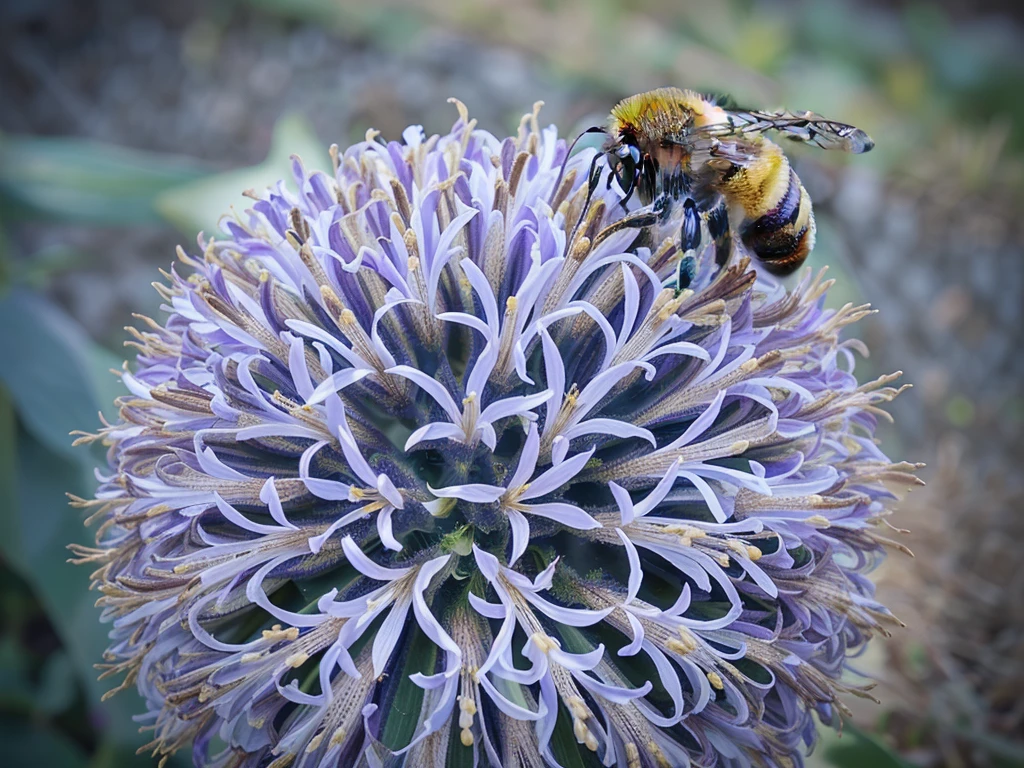 Big bumble-bee on a purple flower with a blurry background, what a bumbler!, (bee), by Juergen von Huendeberg, by Jan Rustem, bumblebee, big bee, close-up photo, close - up photo, bee, closeup photo, close photo, giant corn flower head, post-processed, close-up shot