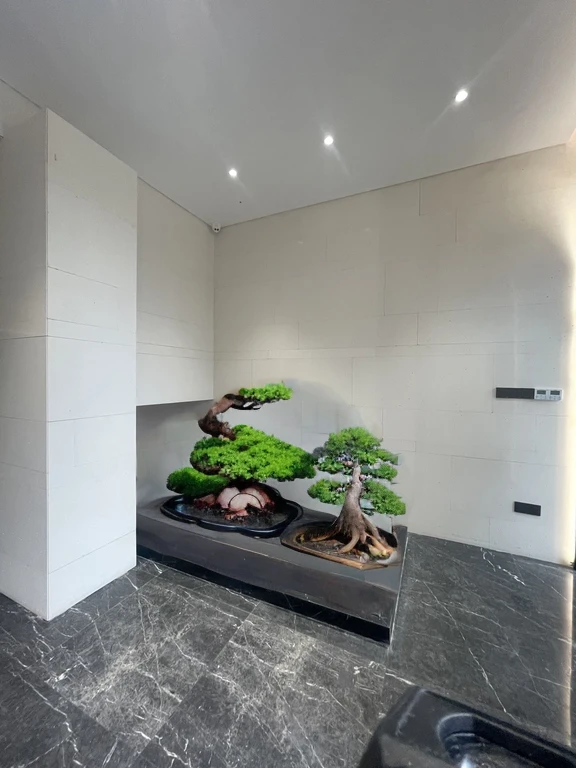bonsai，pine，tall，There are stones around，lawn，Small stream and other landscapes。
