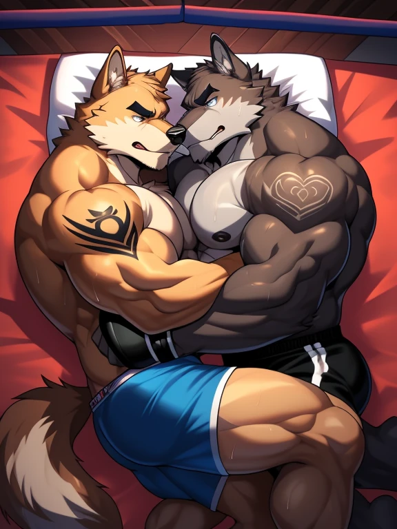 Duo male fighters(Brown Wolf vs Gray Wolf, handsomes, perfect eyes, Thick eyebrows), beso gay((Cuddling lying down embraced in a boxing match)(cuddling body frottage)), hot(Full body, shirtless), handsomes(They are handsomes, correct anatomy), musculosos(Big muscle bodies, Six packs, muscle abs, big pecs, muscle legs, muscle backs), sweaty(very sweaty wet bodies), tatuajes(they have tattoos), Angry(They have an angry expression), Boxing gloves(They both are wearing boxing gloves), boxers(They are wearing shorts boxers), Hight resolution